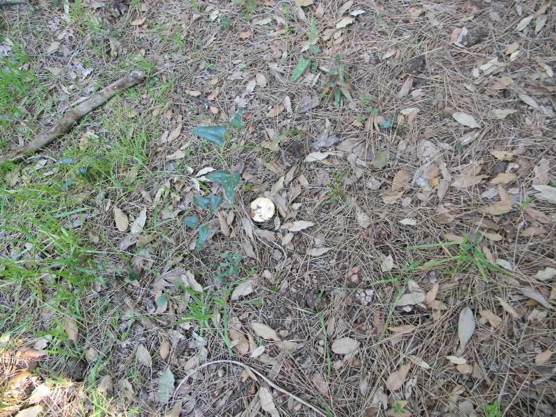 Le uniche fotografate il 9.03.2012.