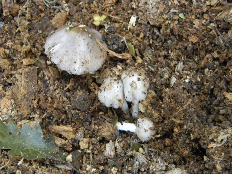 5ultimo gruppo del 27.05.2011.sotto Quercia