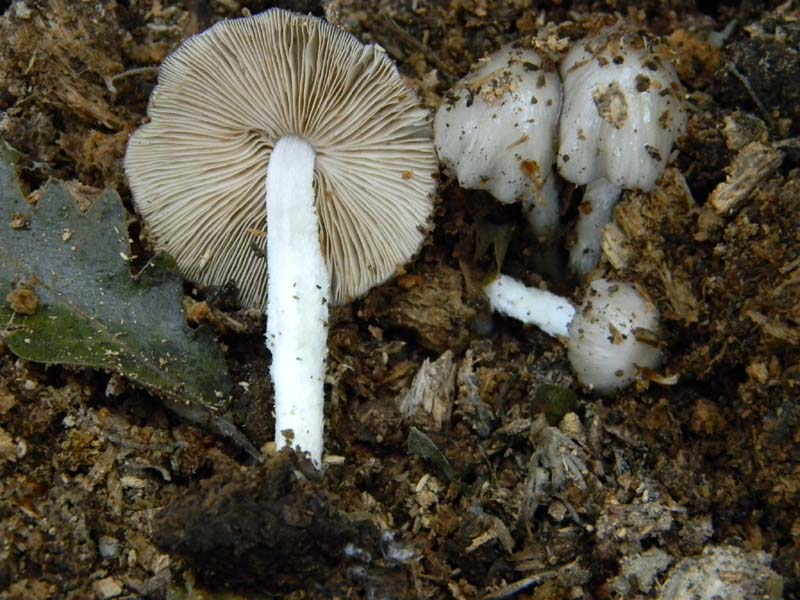 5ultimo gruppo del 27.05.2011.sotto Quercia