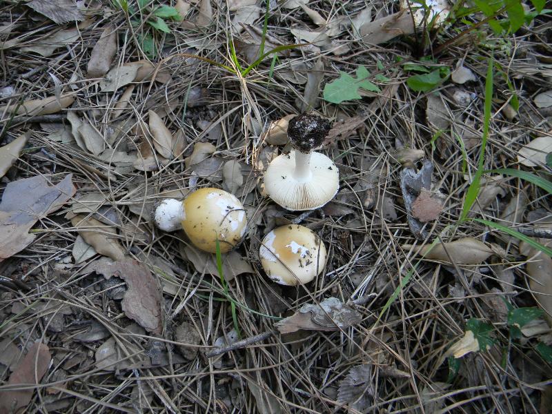 Le uniche fotografate il 9.03.2012.