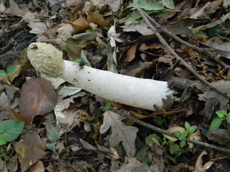 Altri ritrovamenti del 24.05.2011.