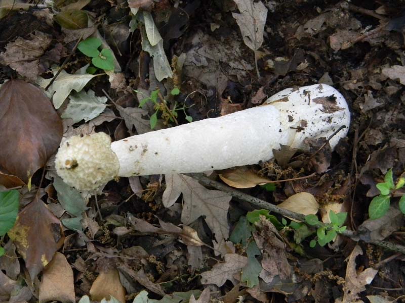 Altri ritrovamenti del 24.05.2011.