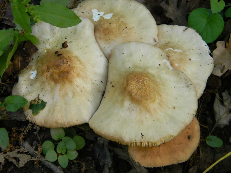 I ritrovamenti del 24.05.2011.fatte con nonno Antonio