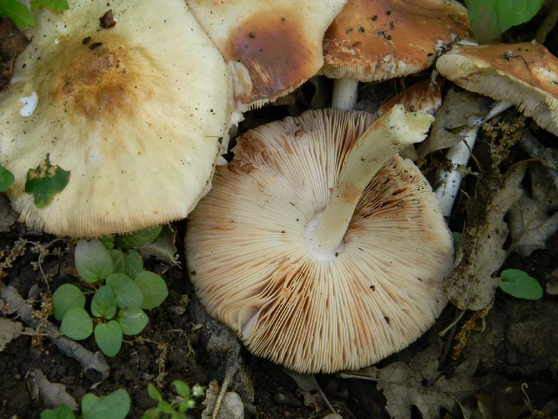 I ritrovamenti del 24.05.2011.fatte con nonno Antonio