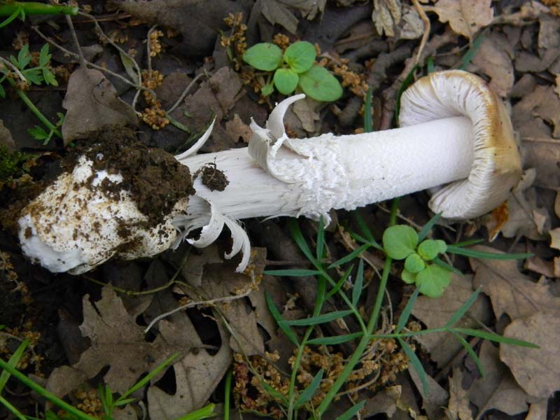 I ritrovamenti del 24.05.2011.fatte con nonno Antonio