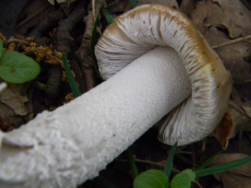 I ritrovamenti del 24.05.2011.fatte con nonno Antonio