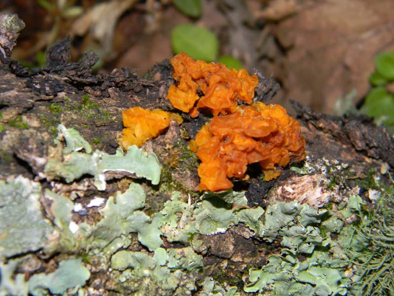 Altri ritrovamenti del 24.05.2011.con nonno Antonio