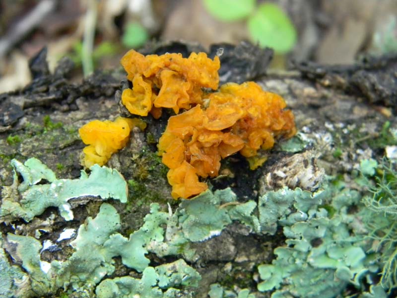 Altri ritrovamenti del 24.05.2011.con nonno Antonio