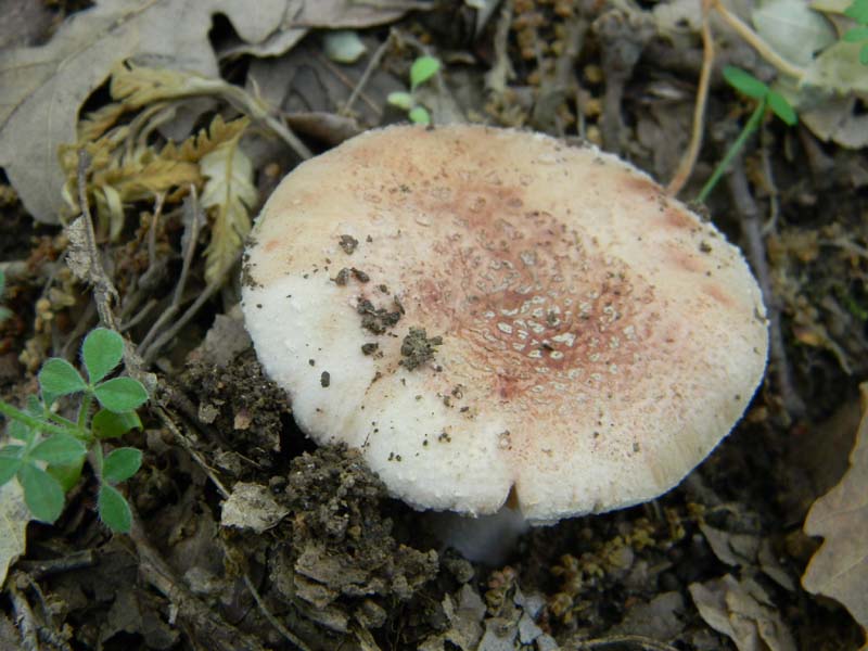I ritrovamenti del 24.05.2011.fatte con nonno Antonio