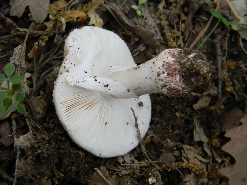 I ritrovamenti del 24.05.2011.fatte con nonno Antonio