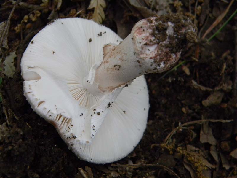 I ritrovamenti del 24.05.2011.fatte con nonno Antonio