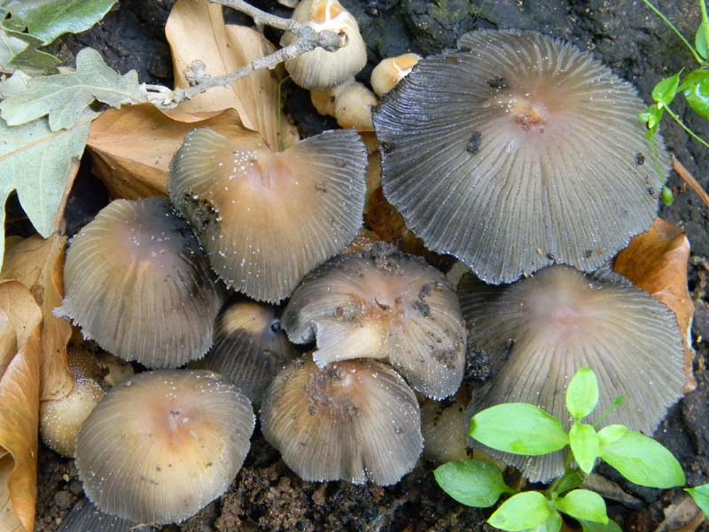 I ritrovamenti del 24.05.2011.fatte con nonno Antonio