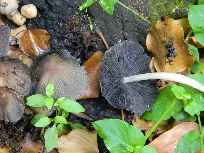 I ritrovamenti del 24.05.2011.fatte con nonno Antonio