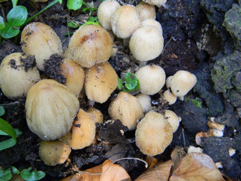 I ritrovamenti del 24.05.2011.fatte con nonno Antonio