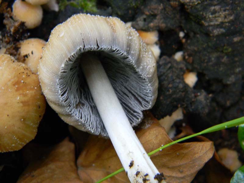 I ritrovamenti del 24.05.2011.fatte con nonno Antonio