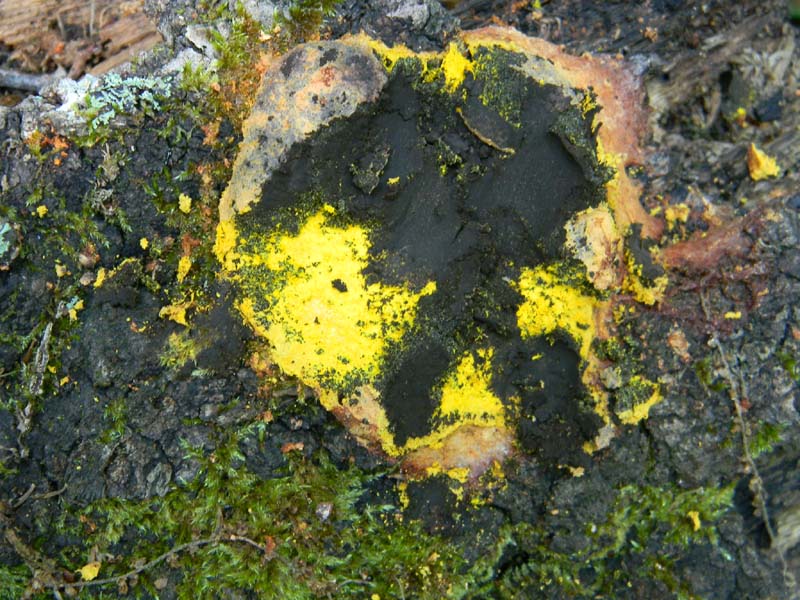 I ritrovamenti del 24.05.2011.fatte con nonno Antonio