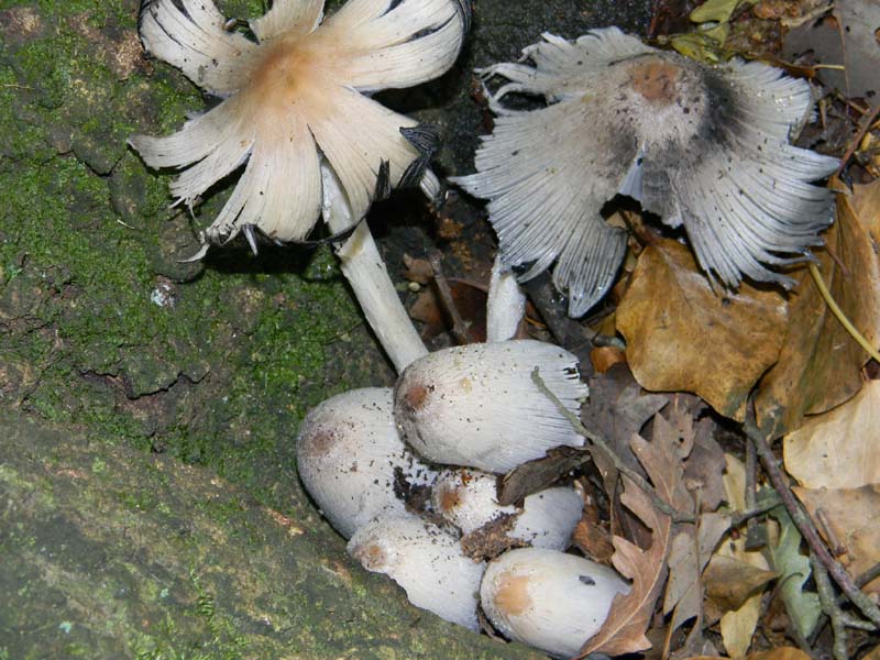 I ritrovamenti del 24.05.2011.fatte con nonno Antonio