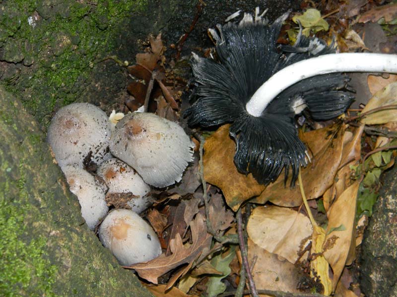 I ritrovamenti del 24.05.2011.fatte con nonno Antonio