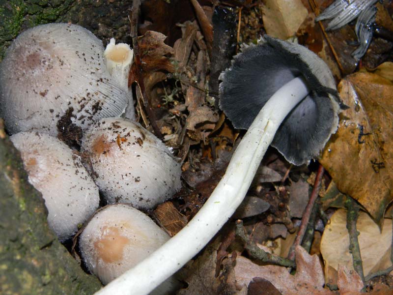 I ritrovamenti del 24.05.2011.fatte con nonno Antonio