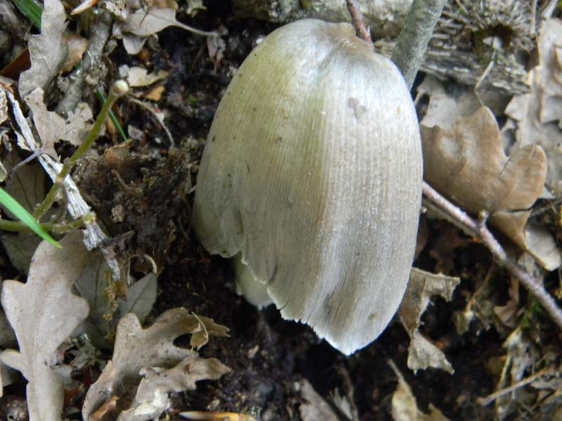 3gruppo di ritr.del 27.05.2011.sotto Quercia