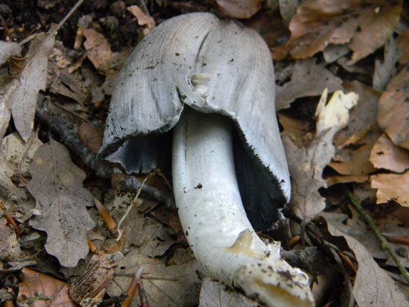 3gruppo di ritr.del 27.05.2011.sotto Quercia