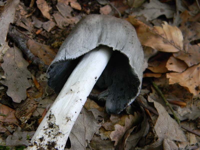 3gruppo di ritr.del 27.05.2011.sotto Quercia