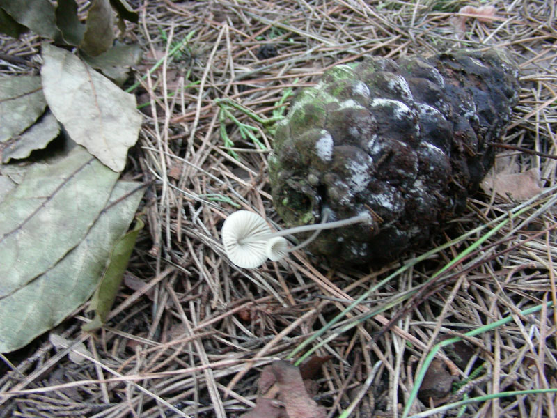 Altri ritrovamenti di novembre sotto aghifoglia
