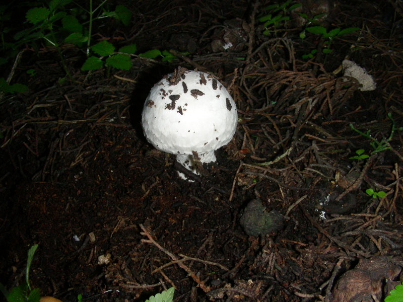 Altri ritrovamenti di novembre sotto aghifoglia