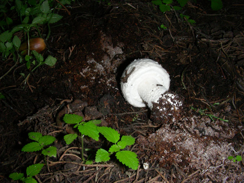 Altri ritrovamenti di novembre sotto aghifoglia
