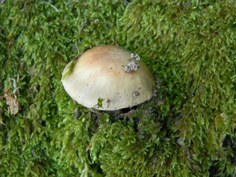 3gruppo di ritr.del 27.05.2011.sotto Quercia