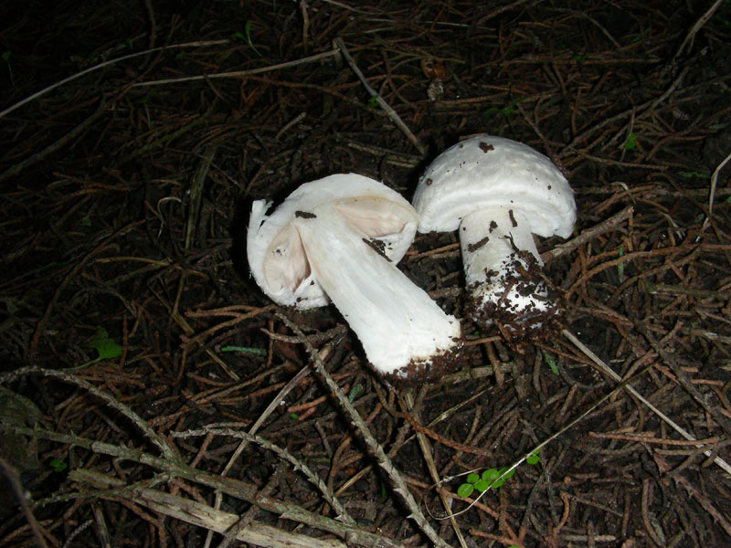 Altri ritrovamenti di novembre sotto aghifoglia