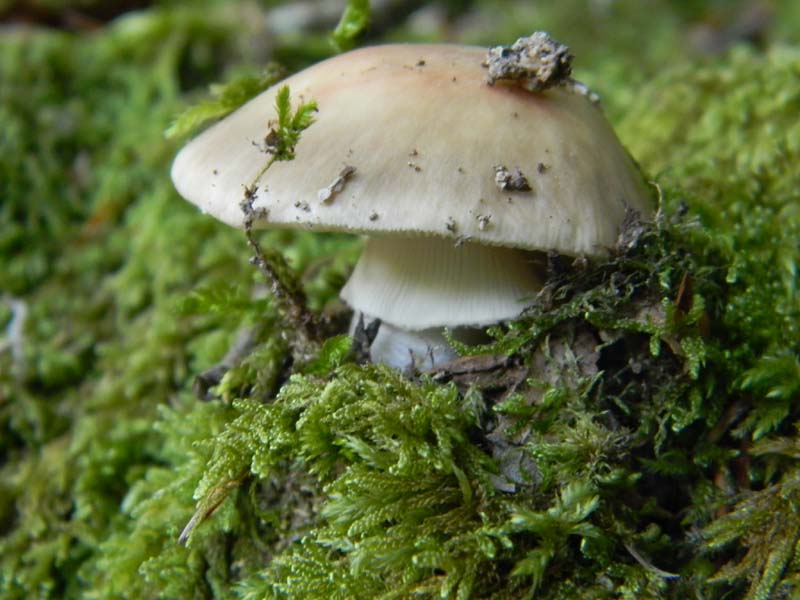 3gruppo di ritr.del 27.05.2011.sotto Quercia