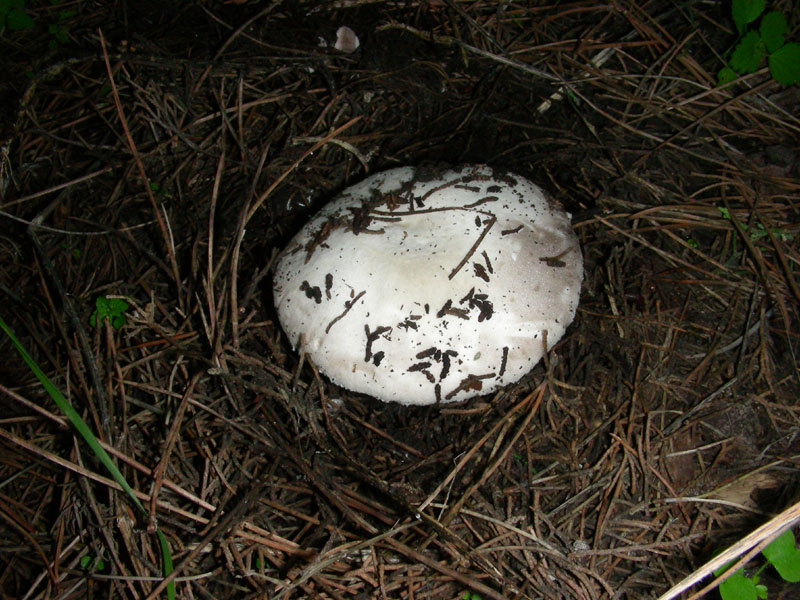 Altri ritrovamenti di novembre sotto aghifoglia