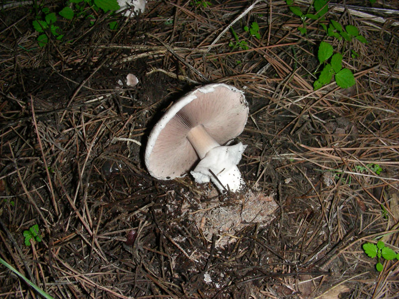 Altri ritrovamenti di novembre sotto aghifoglia