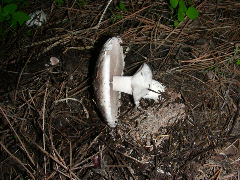 Altri ritrovamenti di novembre sotto aghifoglia