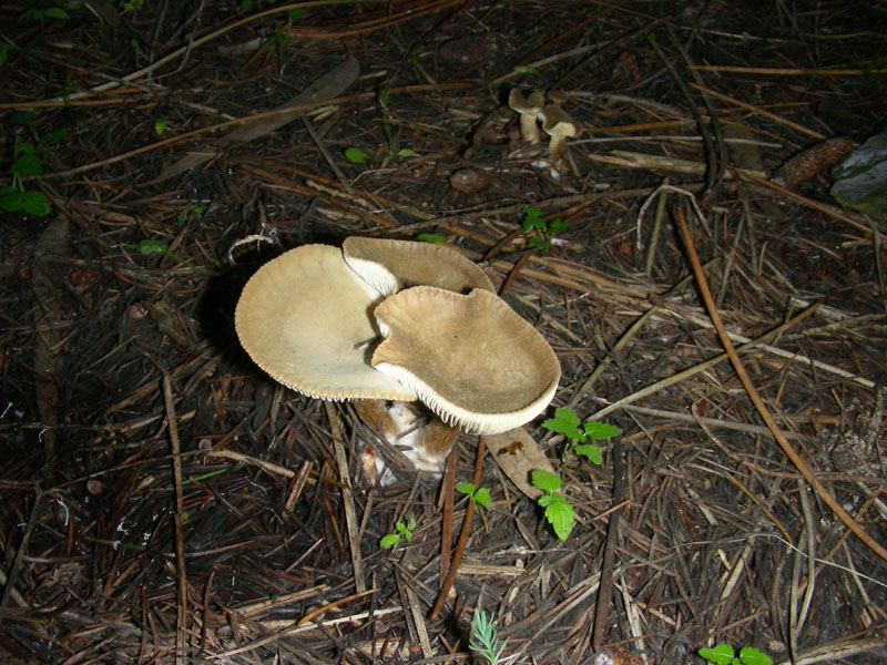 Altri ritrovamenti di novembre sotto aghifoglia