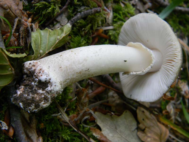 3gruppo di ritr.del 27.05.2011.sotto Quercia