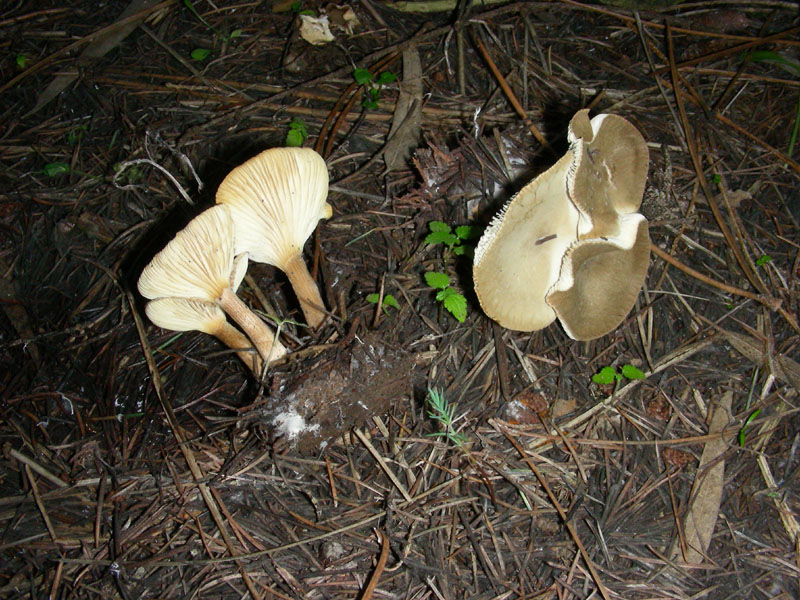 Altri ritrovamenti di novembre sotto aghifoglia