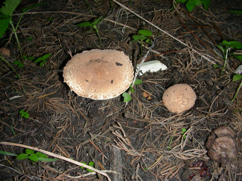 Altri ritrovamenti di novembre sotto aghifoglia