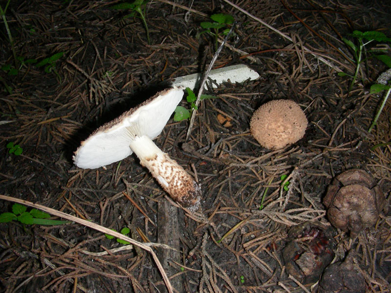 Altri ritrovamenti di novembre sotto aghifoglia