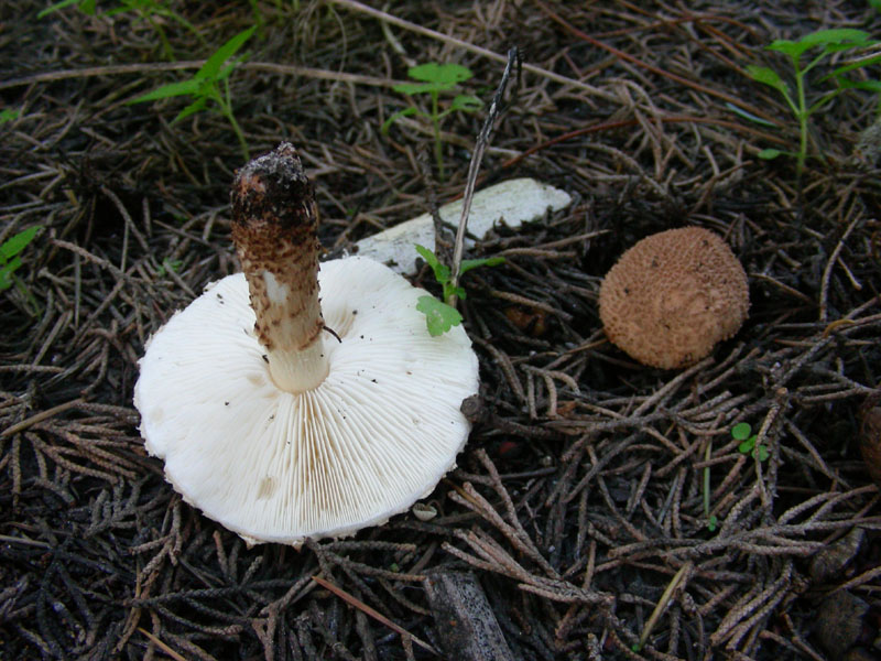 Altri ritrovamenti di novembre sotto aghifoglia