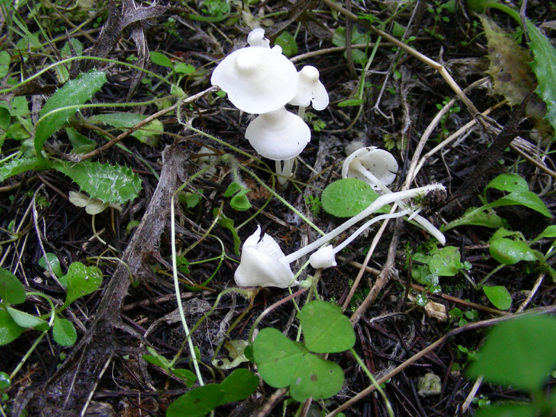 Altri ritrovamenti di novembre sotto aghifoglia