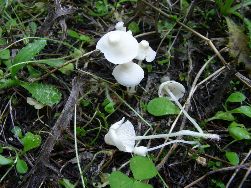 Altri ritrovamenti di novembre sotto aghifoglia
