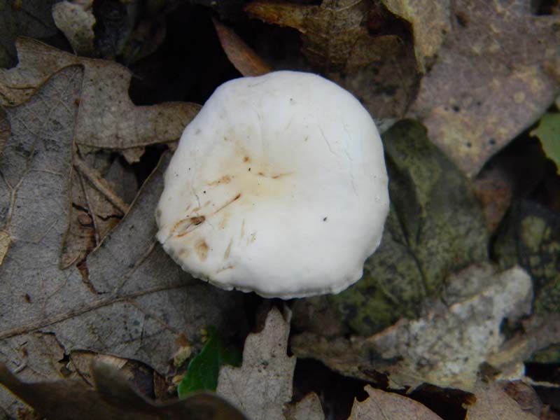 3gruppo di ritr.del 27.05.2011.sotto Quercia