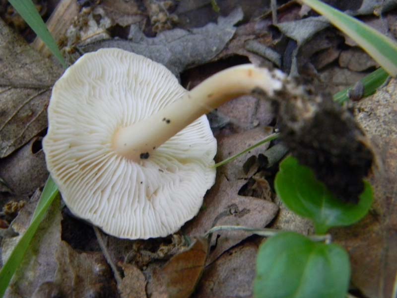 3gruppo di ritr.del 27.05.2011.sotto Quercia