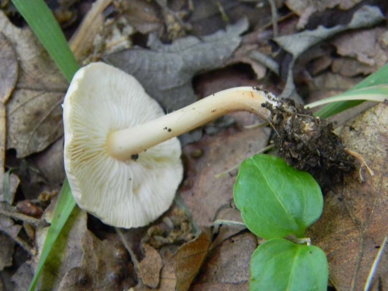 3gruppo di ritr.del 27.05.2011.sotto Quercia