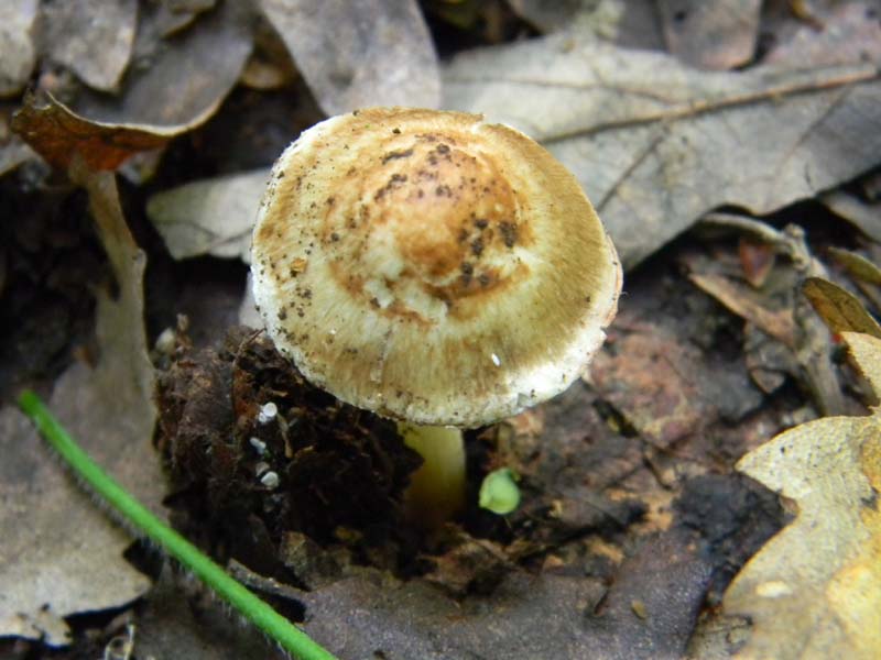 3gruppo di ritr.del 27.05.2011.sotto Quercia