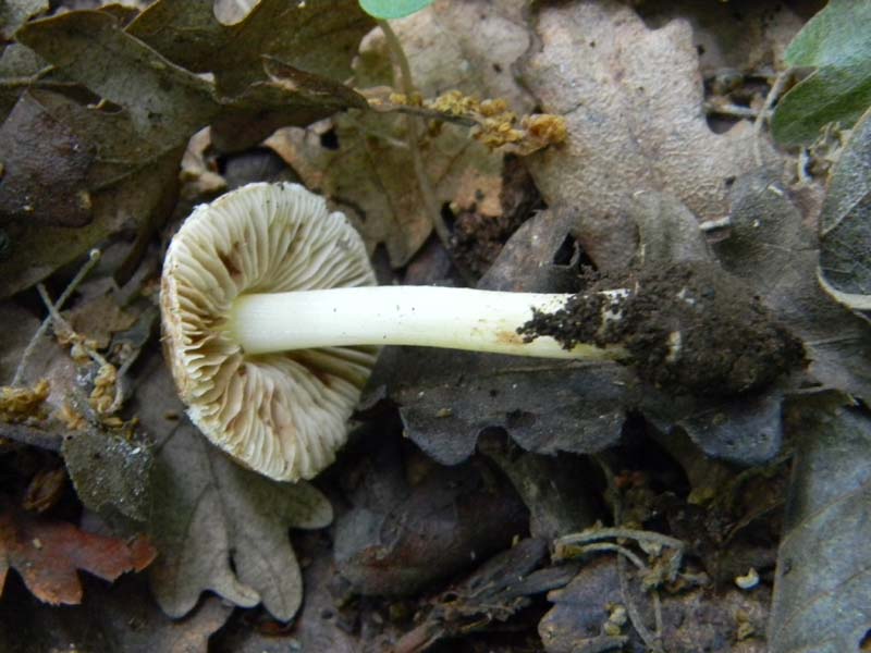 3gruppo di ritr.del 27.05.2011.sotto Quercia