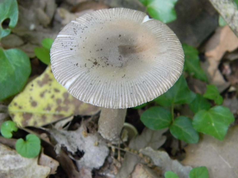 4Gruppo di ritr.del 27.05.2011.bosco di Quercia