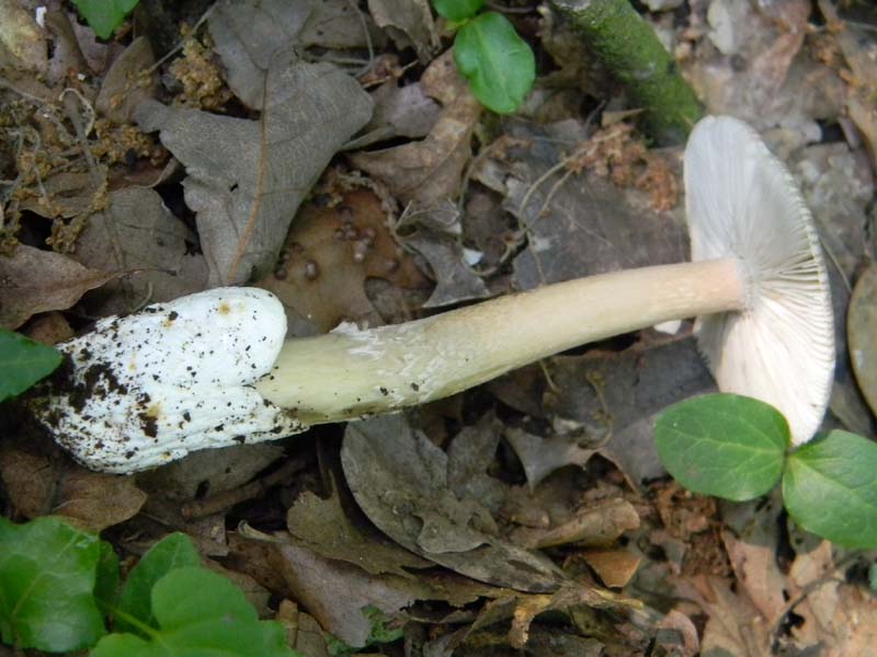 4Gruppo di ritr.del 27.05.2011.bosco di Quercia